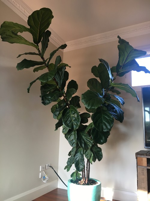 figleaf training figleaf training