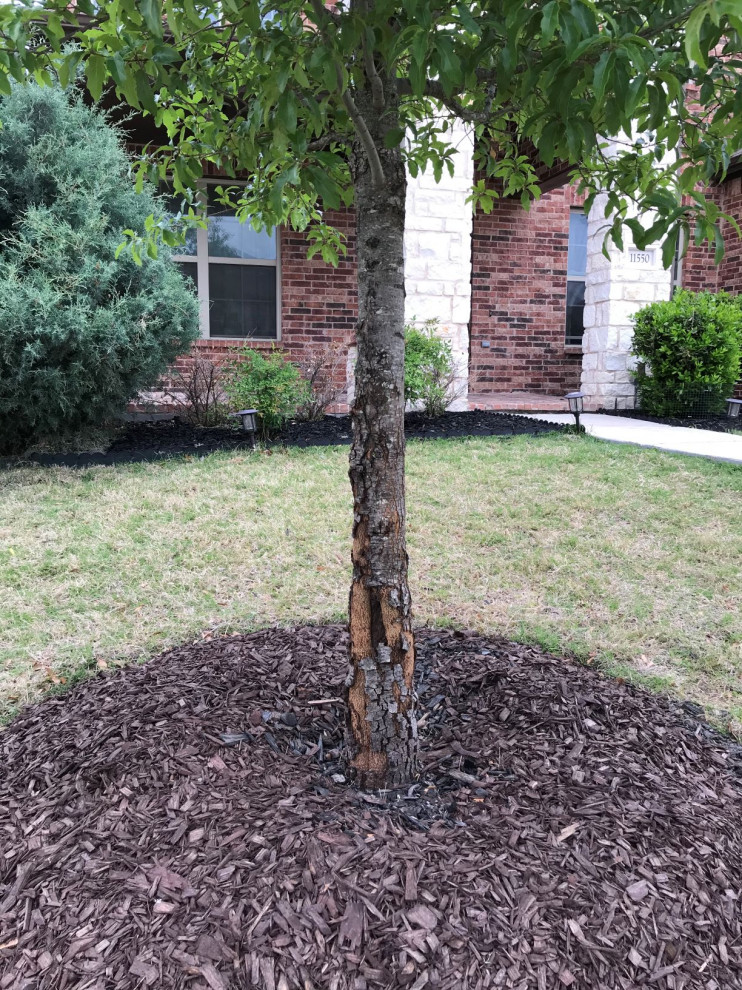 is my oak tree dying? please help!!