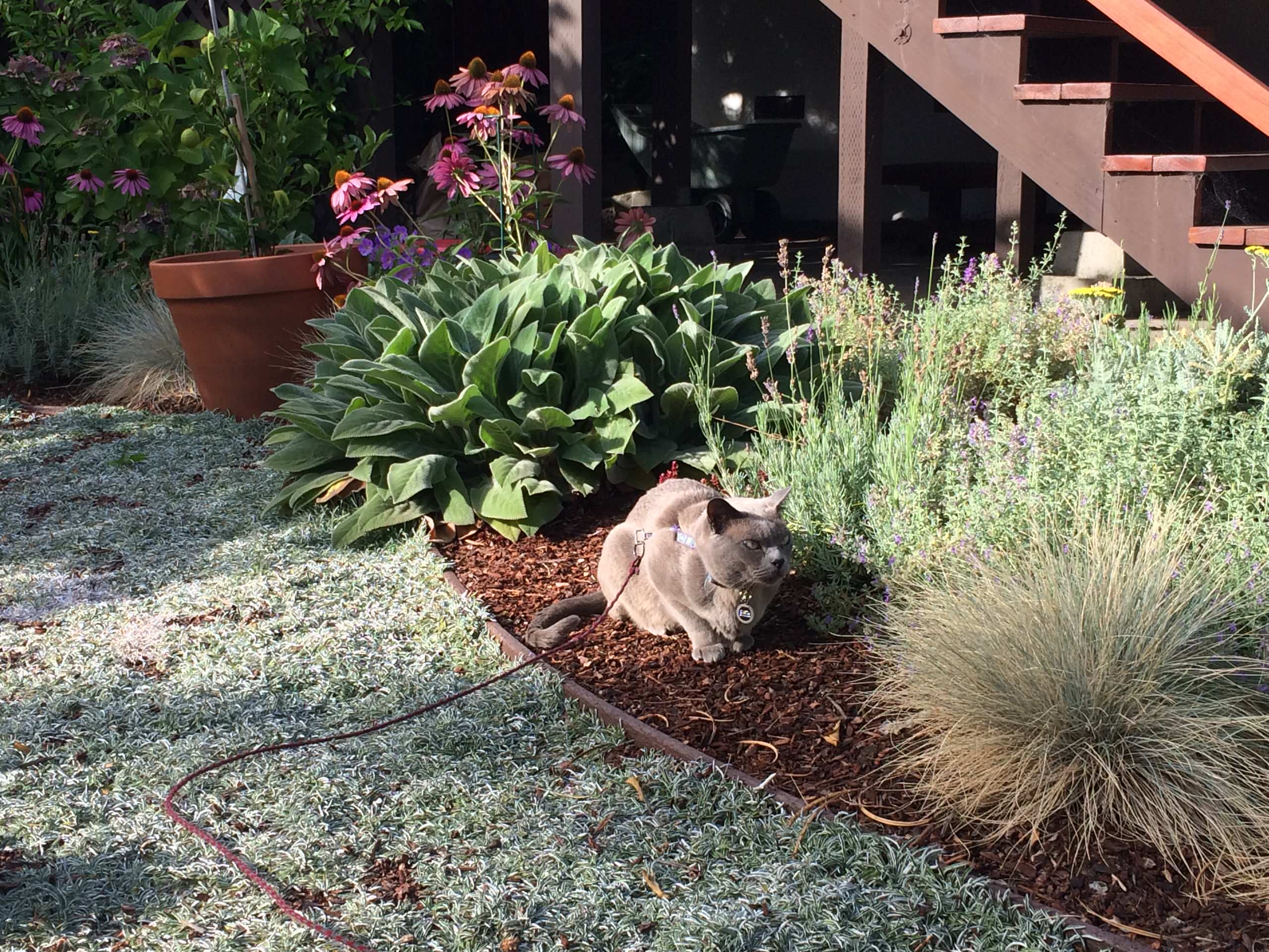 Cat-tastic Lawn Replacement