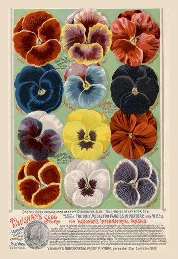 Vaughans Seed Store - Pansies 12x18 Giclee on canvas