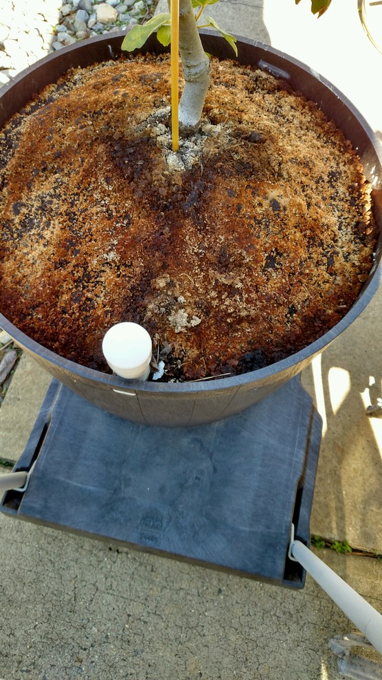 brown growth on potted soil