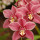 webuser_176727921