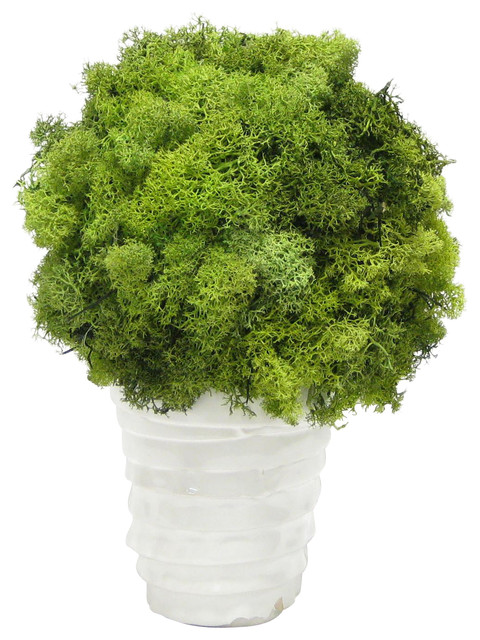 white ceramic vase reindeer moss topiary ball white ceramic vase reindeer moss topiary ball