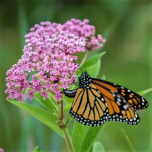 Milkweed with a monarch butterfly