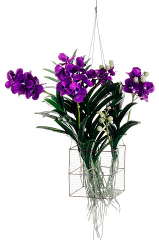 Silk Plants Direct Vanda Orchid Hanging Plant, Pack of 1