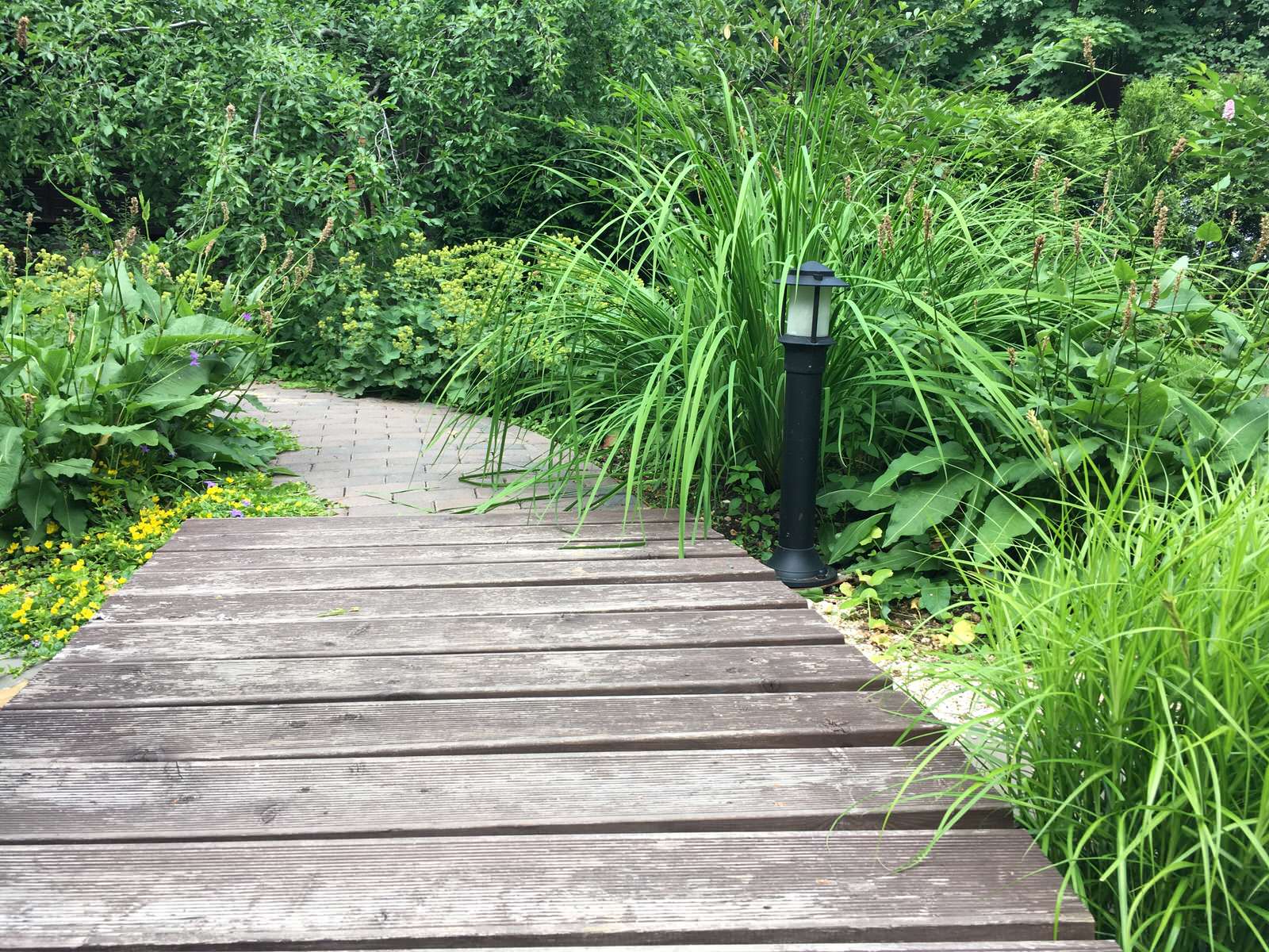 Белкин сад. Лето 2019