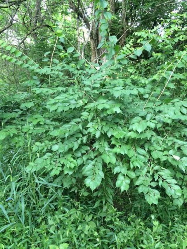 Poison Sumac Tree