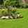 Ground Cover Landscaping Services