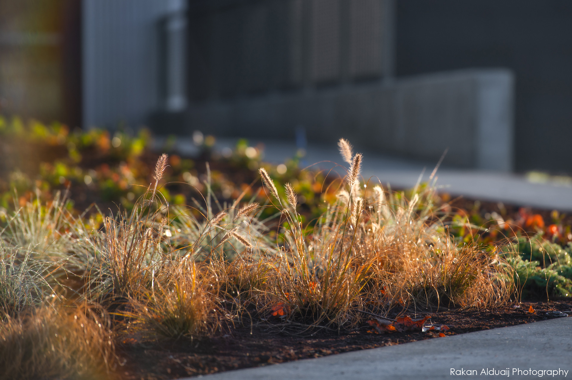 COMMERCIAL LANDSCAPE SERVICES