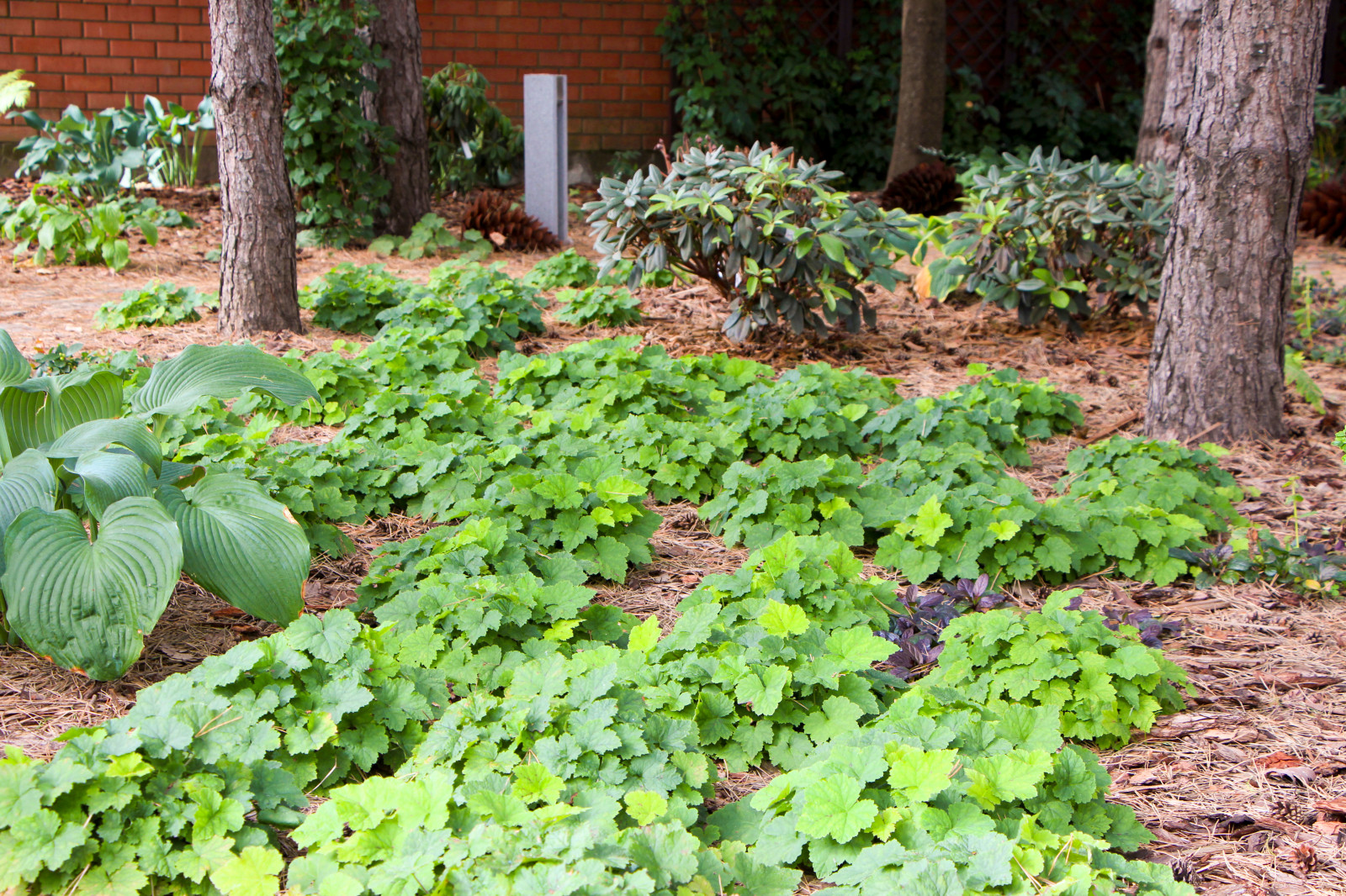 Долгопрудный, 2020 г.