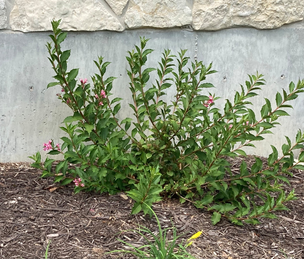 How to prune weigela?