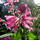 Last commented by homobotanica