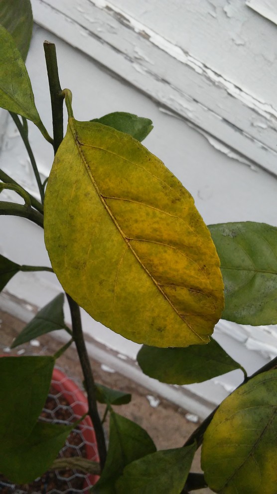 What causes this type of yellowing leaves on my mandarin?