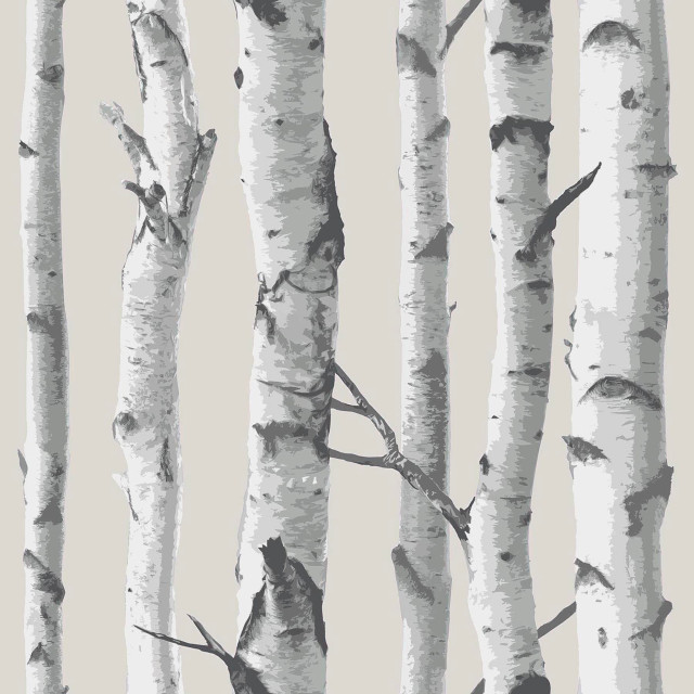 Birch Tree Peel and Stick Wallpaper Rustic Wall Decals by