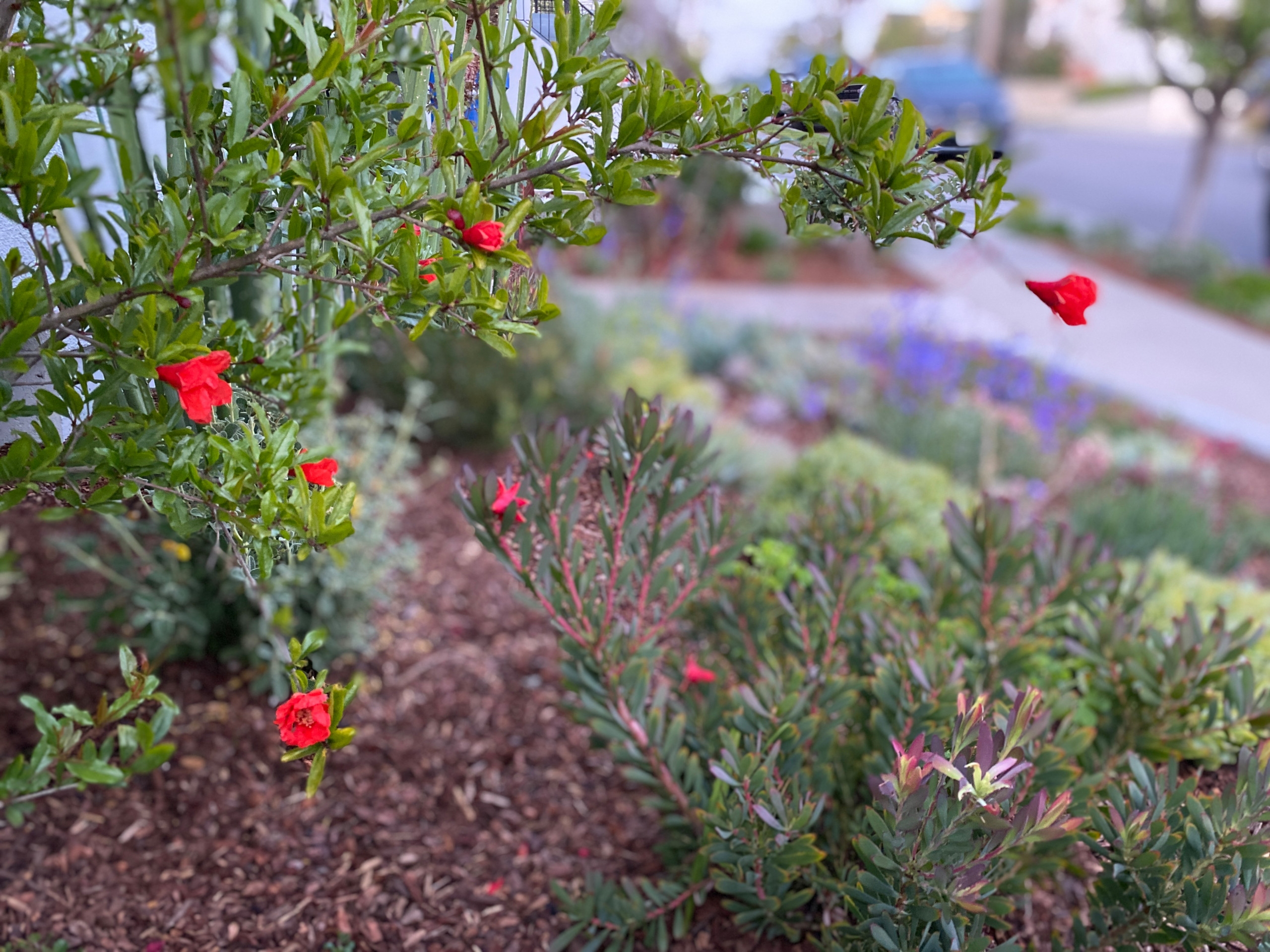 Hermosa Beach, CA: Front Yard Edible Modern Curb Appeal