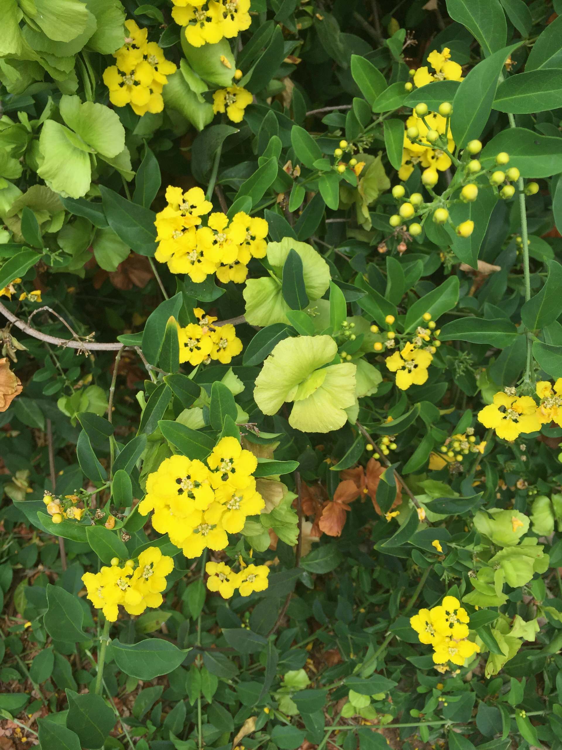 10 Flowering Vines for Southwestern Gardens, image size:1920x2560