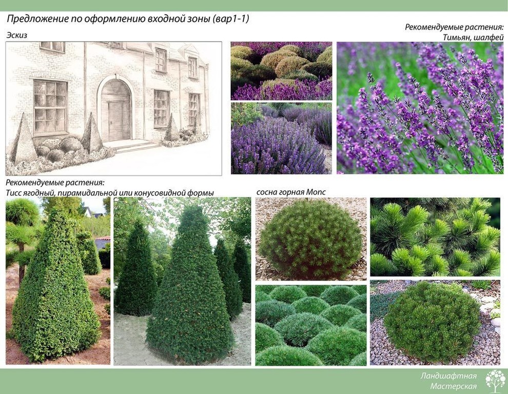 «Эскизный вариант проекта д. Маслово» (35 соток)