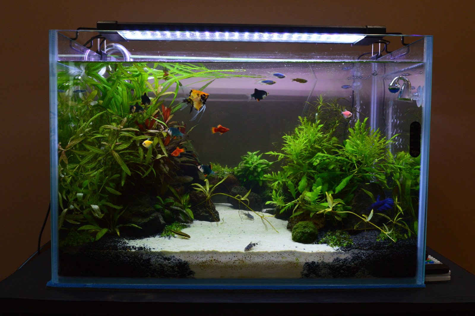 Аквариум (акваскейп) для гостиной