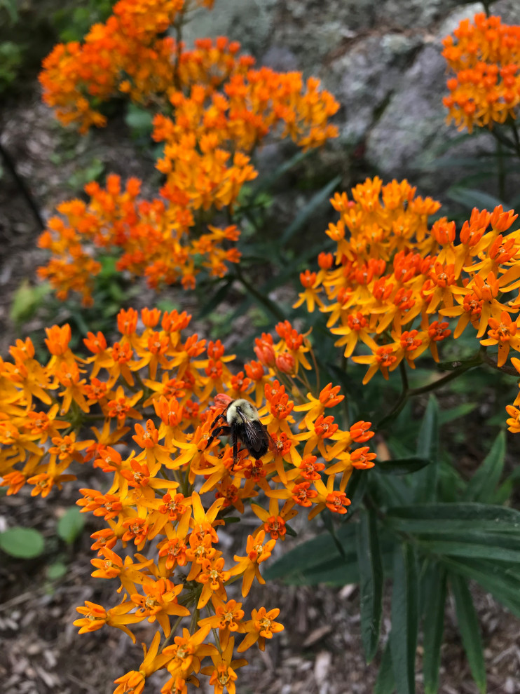 What’s eating my butterfly weed