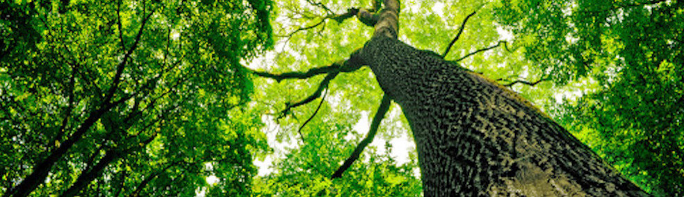 Arbor Valley Tree Service Parkton Md Us 21120