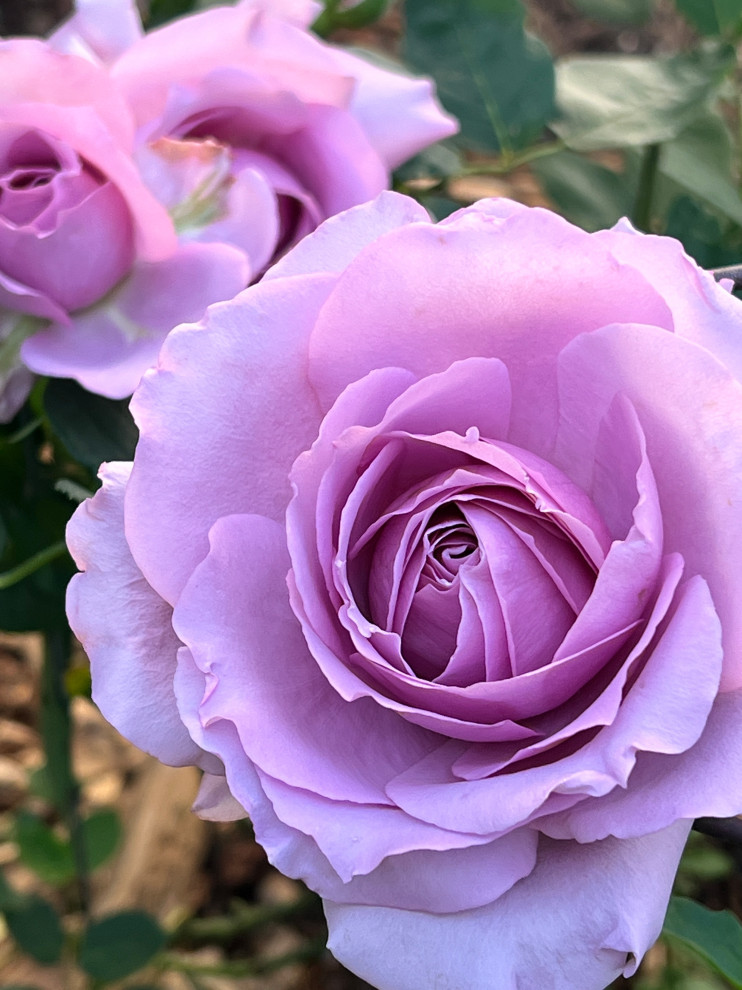 Close-up Rose Portraits | Houzz Forum