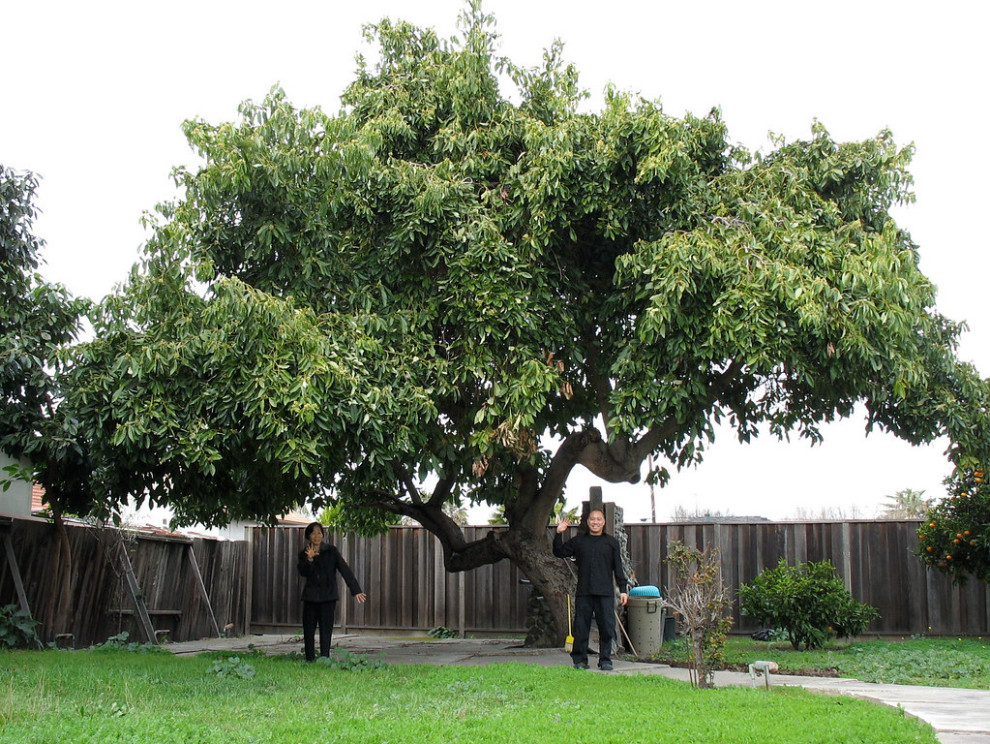 Evergreen shade tree recommendations