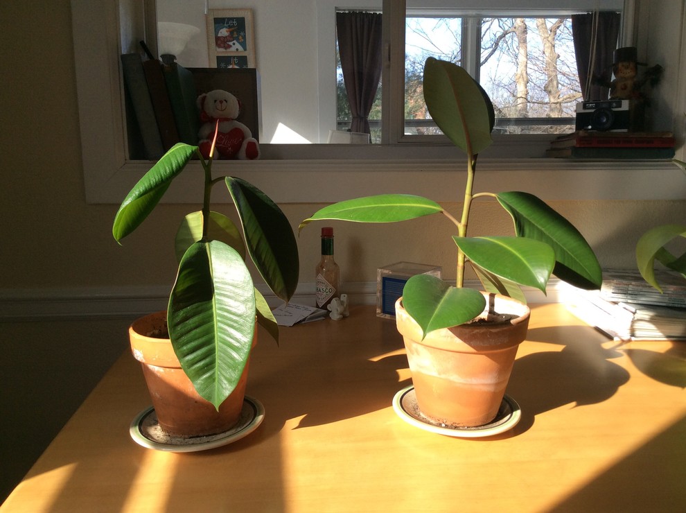 Why is my rubber plant so sad? Is it winter or is it me? : r