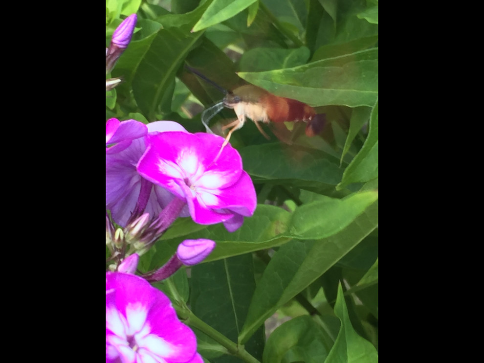 Strange Pollinators A very strange pollinator - a hummingbird-wanna-be? | Houzz Forum