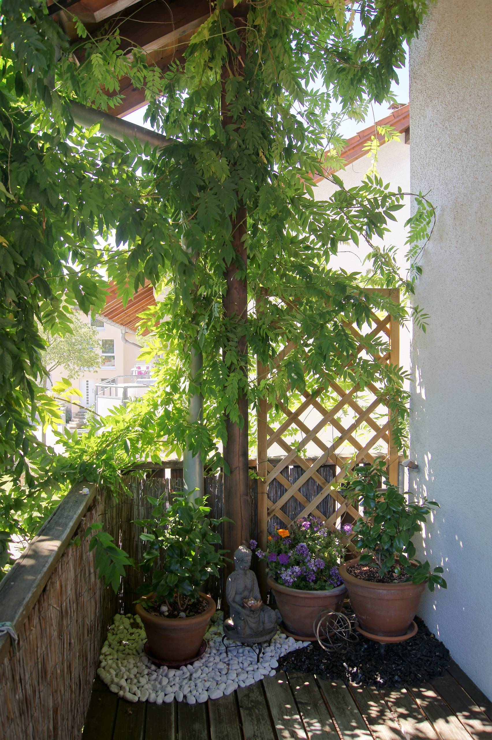 Die besten Sichtschutzpflanzen für Garten und Balkon