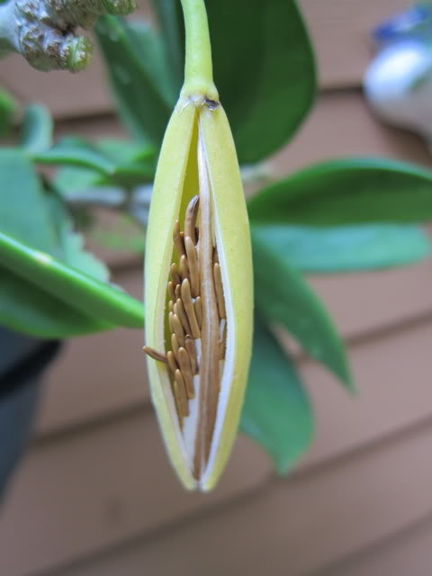 plant flax seeds Flax 'Blue Dress'