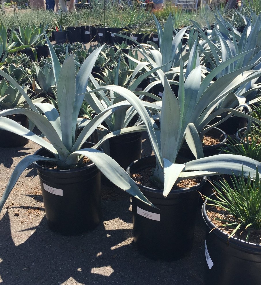 Decorate the Landscape With Versatile Agave