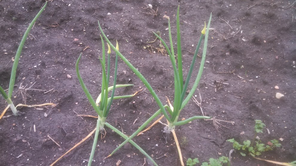 Identify multiplying onions