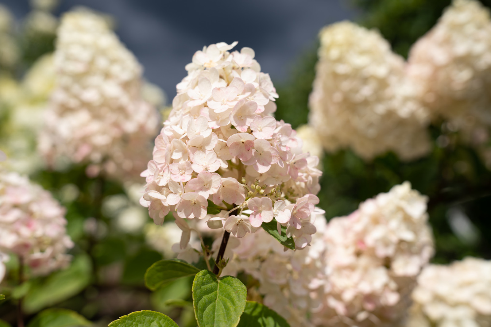 Гортензии для сада премиум-класса