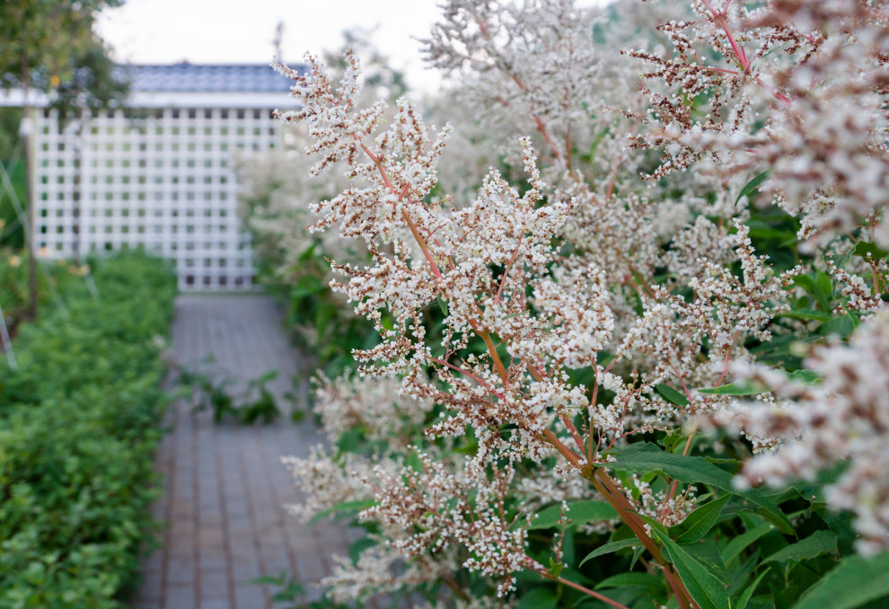 Дергаево - Цвет и нежность