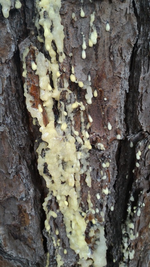 My pine tree appears to be leaking sap down the trunk