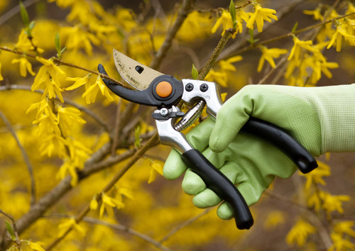 Straucher Schneiden Aber Richtig Tipps Und Tricks