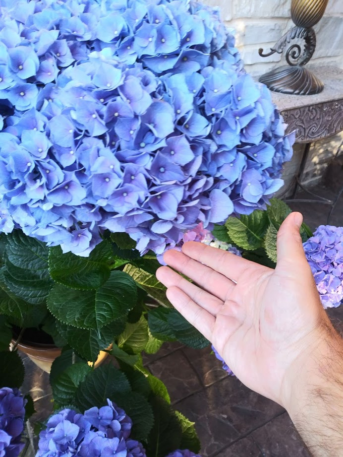 Blue hydrangeas in Chicago