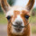 Last commented by The Dali Llama