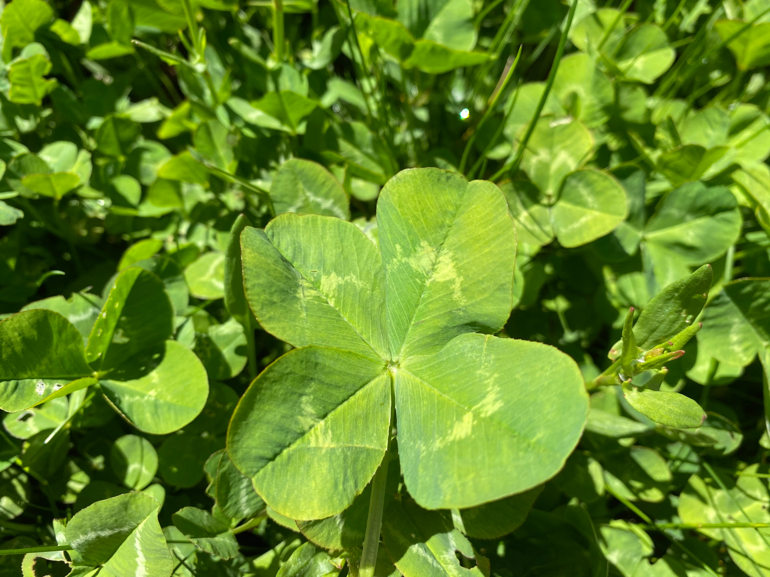 Ground Covers