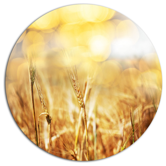 Brown Wheat Plants in Field, Floral Round Metal Wall Art Farmhouse