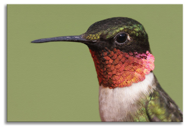 Close-up Ruby-throated Hummingbird Wildlife Photograph Canvas Wall Art Print, 24" X 36"