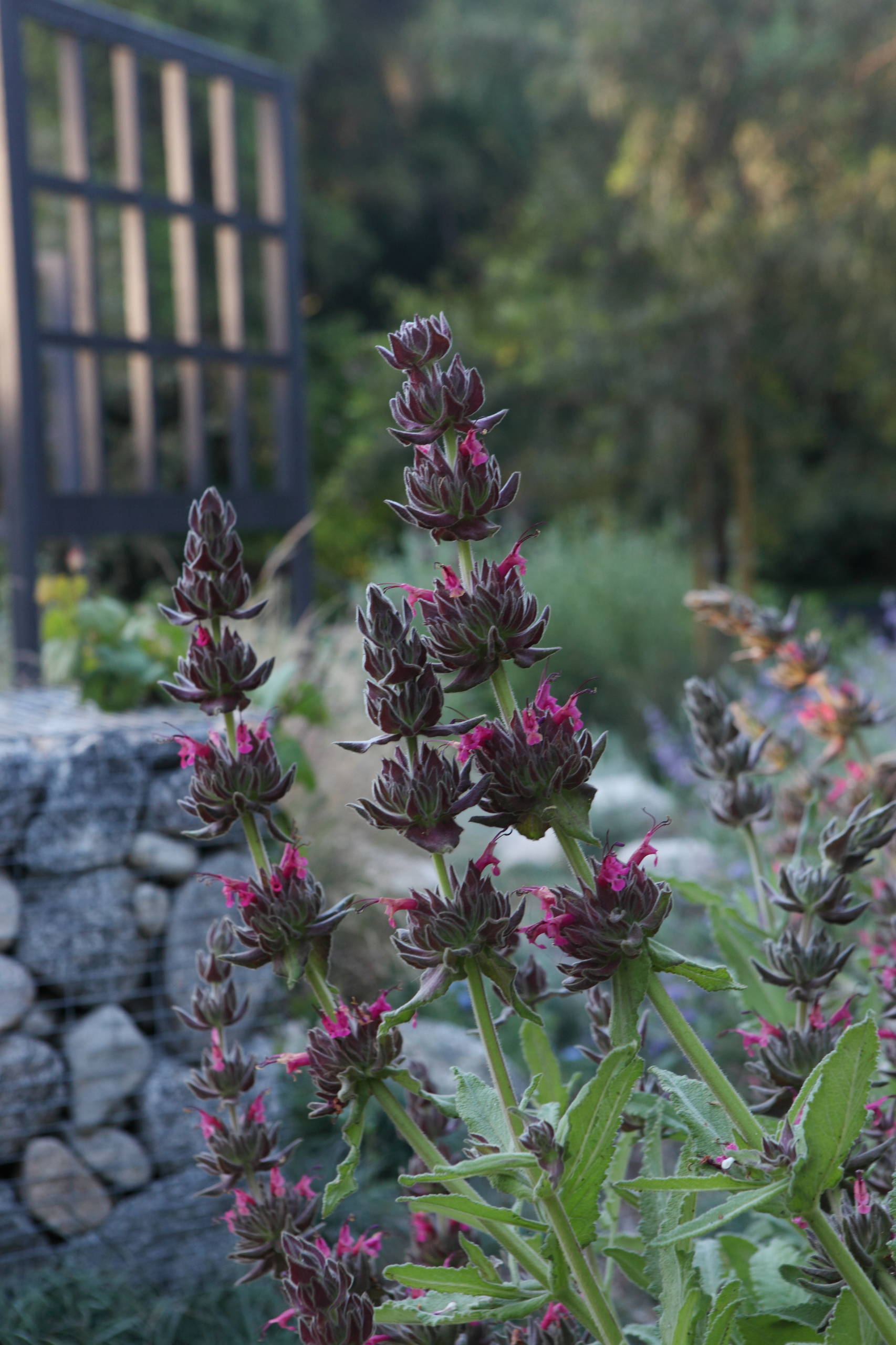 Hummingbird Sage Lures Wildlife With Its Sweet, Fruity Fragrance