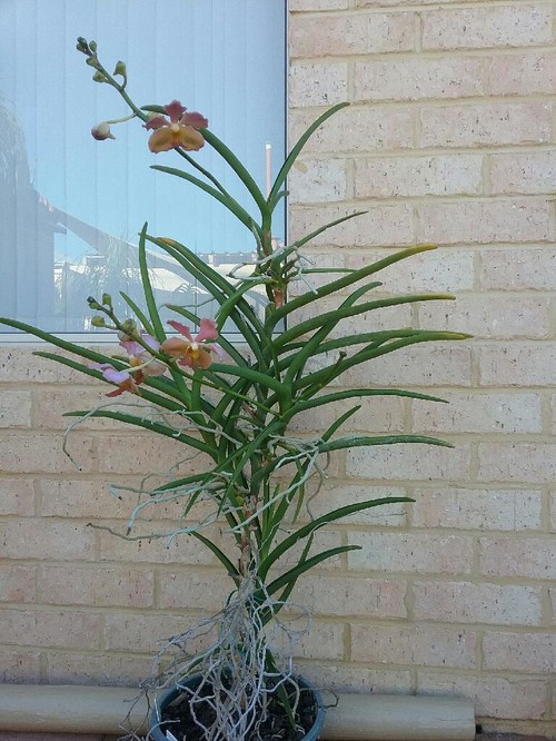 Semi terete Vanda in vase culture?