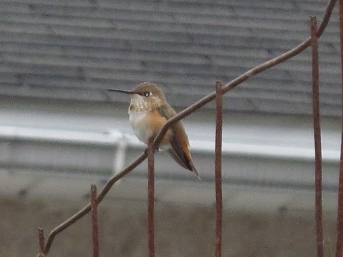 Help Identifying an odd tan hummingbird