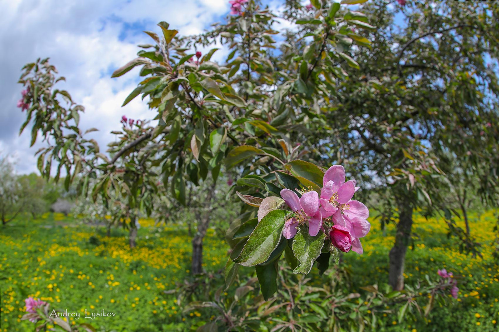 Плодовый сад МГУ