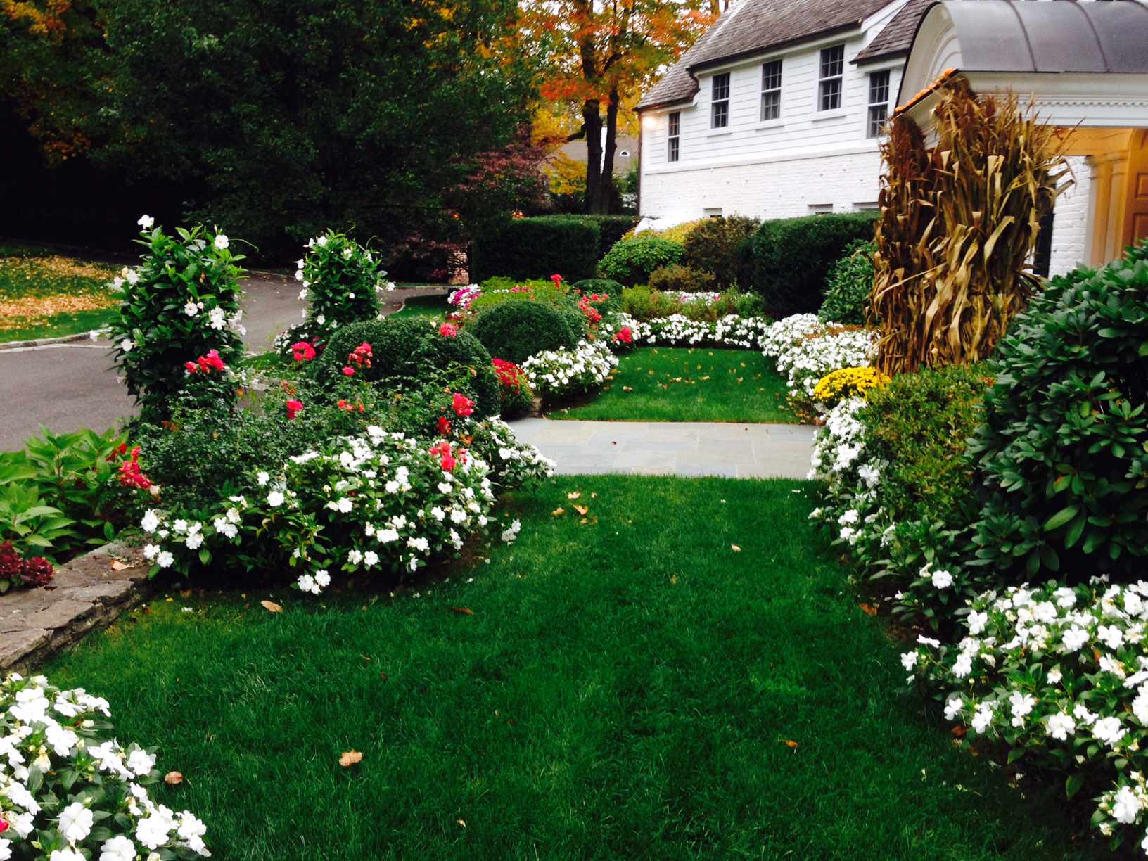 Estate in Greenwich CT. Summer Annuals bloom Knockout Roses, White Man Davila and Fall Corn Husk welcome Halloween to this fine property.  Peter Atkins and Associates, LLC