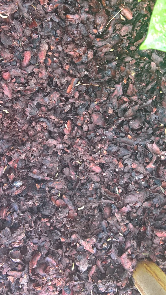 What are these jumping larvae in my mulch?