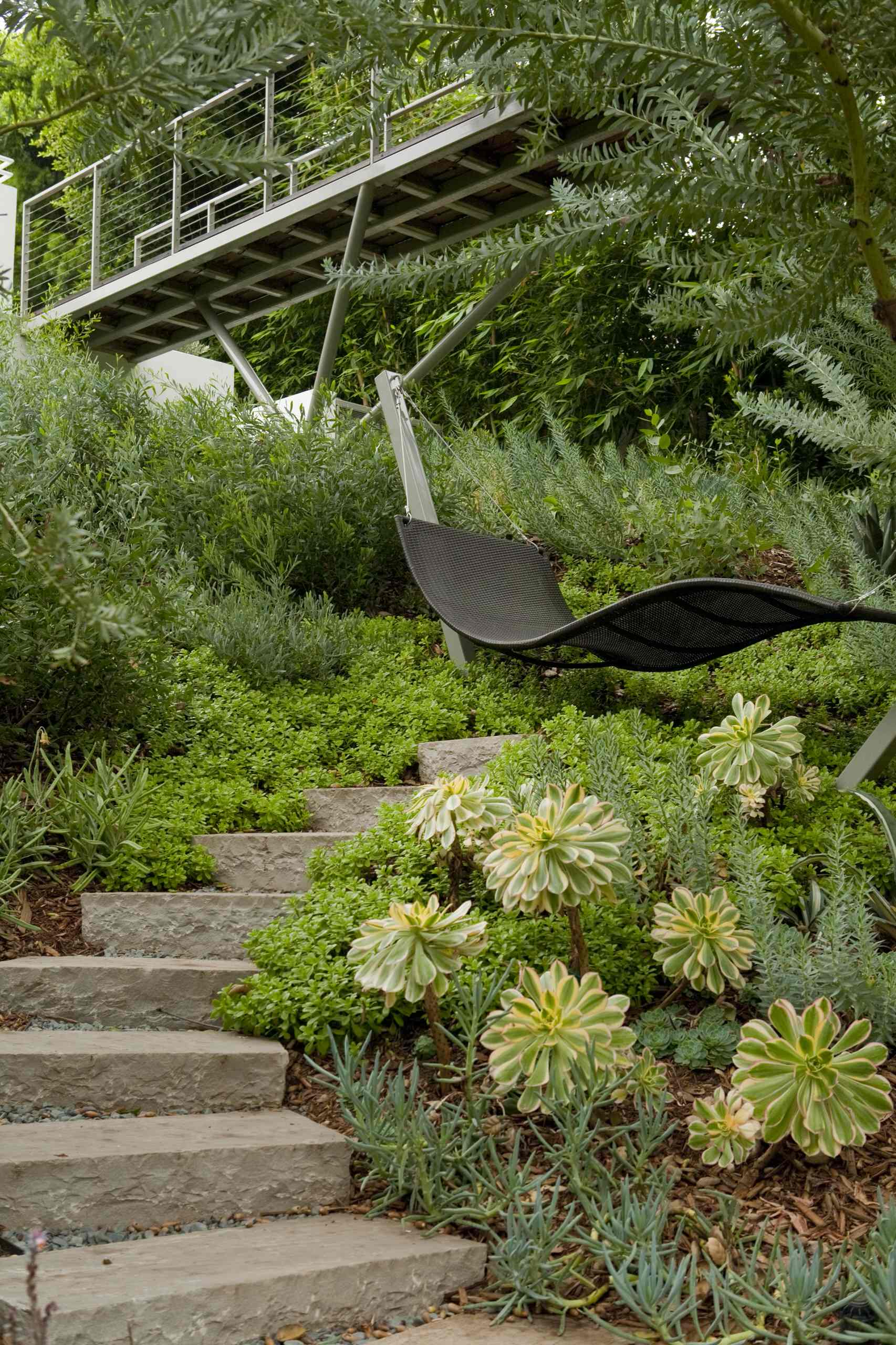 Great Design Plant: Aeonium