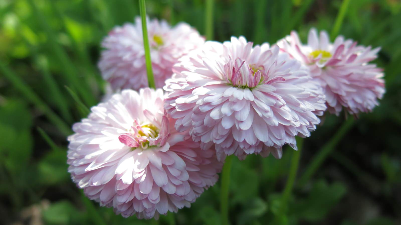 ТЕПЛЫШКО МОЕ. ВЕСНА.