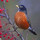 western_songbird